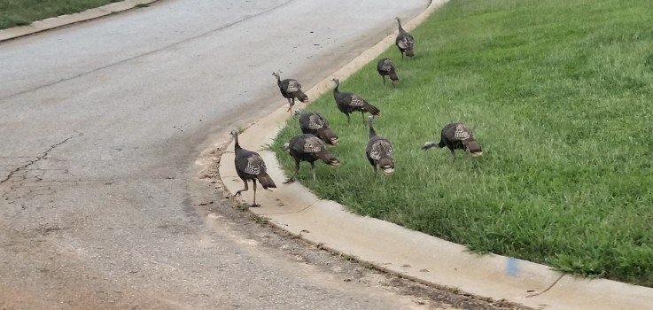 turkeys