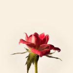 Remembered, God cares, Oh Lord Help Us, Christian, women, ministry, encouragement