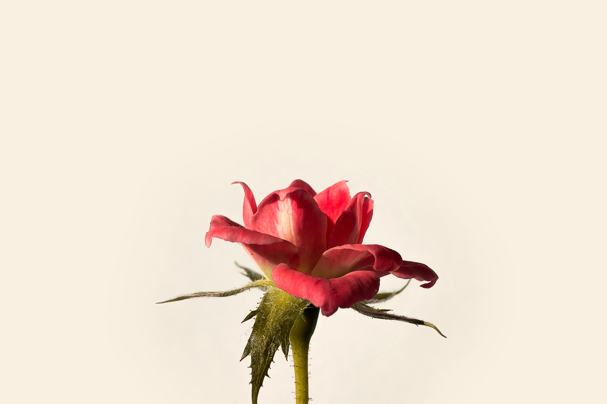 Remembered, God cares, Oh Lord Help Us, Christian, women, ministry, encouragement