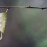 source, vine, branch, remain, Oh Lord Help Us, Christian, women, ministry, encouragement