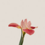 faith, hope, trust, Oh Lord Help Us, ministry, women, Christian