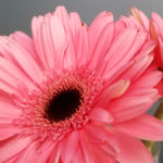 life, unplanned, choose, Oh Lord Help Us, Christian, women, ministry