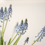 near, pain, grace, Oh Lord Help Us, Christian, women, ministry, encouragement, spiritual growth