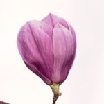 Be still, still, battle, Oh Lord Help Us, ministry, Christian, women