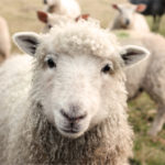 Psalm 23, Shepherd, Oh Lord Help Us, Christian, women, ministry