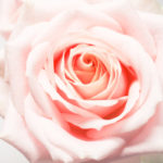 joy, fulfillment, marriage, Oh Lord Help Us, Christian, women, ministry