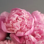 peace, love, shame, Oh Lord Help Us, Christian, women, ministry