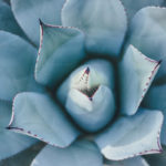 shaping, pruning, attack, Oh Lord Help Us, Christian mentoring, spiritual growth, women of faith