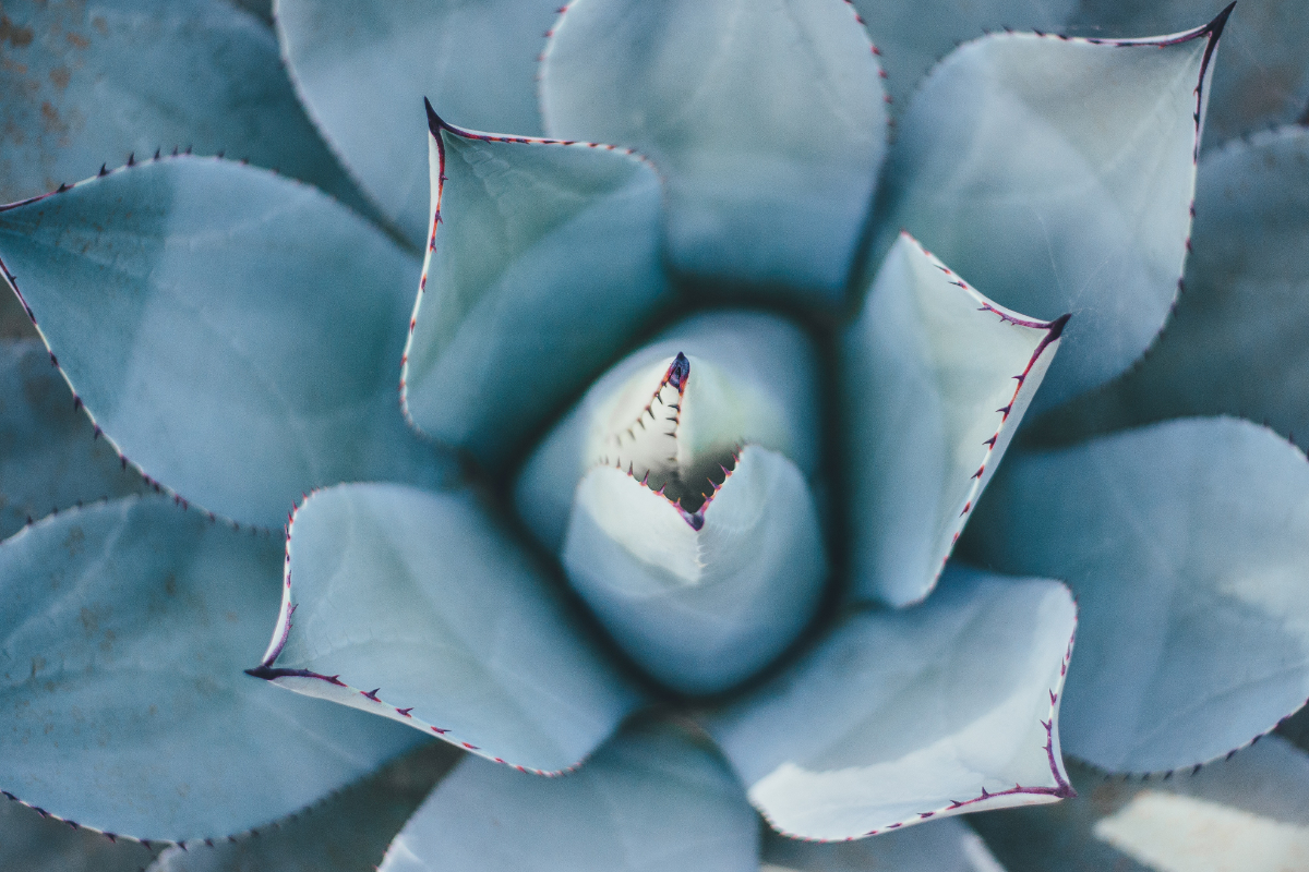 shaping, pruning, attack, Oh Lord Help Us, Christian mentoring, spiritual growth, women of faith