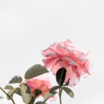 silence, meditation, quiet, Oh Lord Help Us, Christian, women, mentor, ministry