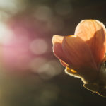 God’s Word, truth, align, life, thoughts, speak, heart, Oh Lord Help Us, Christian, women, mentor, ministry