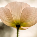 alone, loneliness, friendship, relationship, Oh Lord Help Us, Christian, women, mentor, ministry