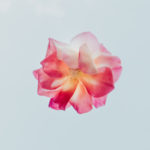 God’s will, heart, revival, heartbeat, Oh Lord Help Us, Christian, women, mentor, ministry