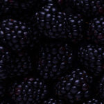 Creation, fruit, God’s Kingdom, presence, quiet, treasures, Oh Lord Help Us, Christian, women, mentor, ministry