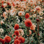 Suffering, beauty, hope, weakness, weaknesses, disappointment, Oh Lord Help Us, Christian, women, mentor, ministry