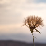 Afraid, unafraid, fear, fearless, living boldly, boldness, God’s love, brokenness, Oh Lord Help Us, Christian, women, mentor, ministry, nonprofit