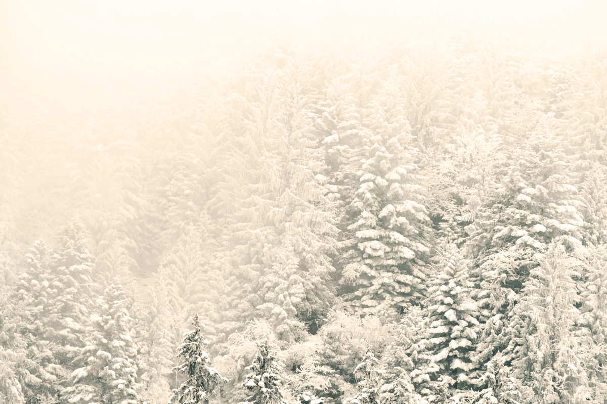 Advent, Christmas, hope, inheritance, refuge, Oh Lord Help Us, Christian, women, mentor, ministry, nonprofit